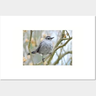 Catbird on Rose of Sharon branch Posters and Art